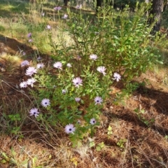 Dimorphotheca ecklonis (South African Daisy) at Isaacs, ACT - 24 Sep 2021 by Mike