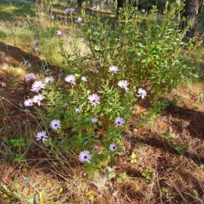 Dimorphotheca ecklonis (African Daisy) at Isaacs, ACT - 24 Sep 2021 by Mike