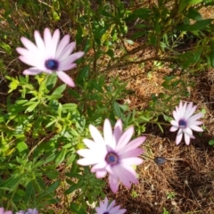 Dimorphotheca ecklonis at Isaacs, ACT - 24 Sep 2021