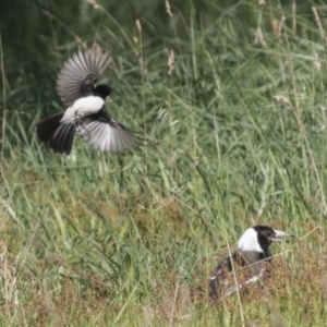 Rhipidura leucophrys at Hawker, ACT - 24 Sep 2021 09:44 AM