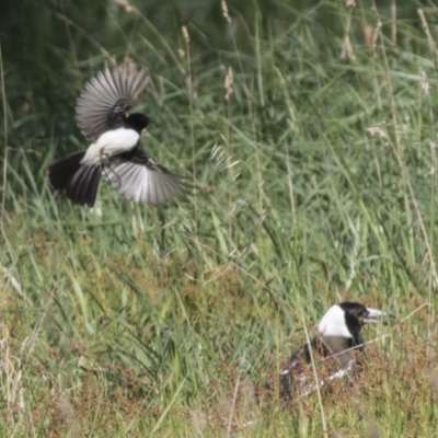 Rhipidura leucophrys (Willie Wagtail) at The Pinnacle - 23 Sep 2021 by AlisonMilton