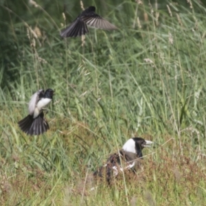 Rhipidura leucophrys at Hawker, ACT - 24 Sep 2021 09:44 AM