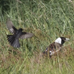 Rhipidura leucophrys at Hawker, ACT - 24 Sep 2021