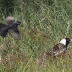 Rhipidura leucophrys at Hawker, ACT - 24 Sep 2021