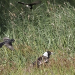 Rhipidura leucophrys at Hawker, ACT - 24 Sep 2021