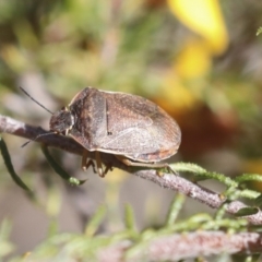 Dictyotus caenosus (Brown Shield Bug) at Bruce Ridge - 23 Sep 2021 by AlisonMilton
