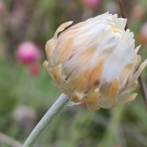 Leucochrysum albicans subsp. tricolor at Isaacs, ACT - 24 Sep 2021