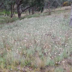 Leucochrysum albicans subsp. tricolor at Isaacs, ACT - 24 Sep 2021