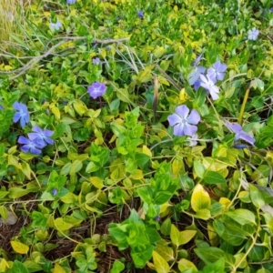 Vinca major at Isaacs, ACT - 24 Sep 2021