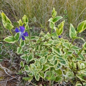 Vinca major at Isaacs, ACT - 24 Sep 2021