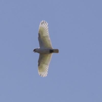 Cacatua sanguinea (Little Corella) at The Pinnacle - 23 Sep 2021 by AlisonMilton