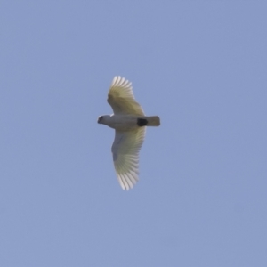 Cacatua sanguinea at Hawker, ACT - 24 Sep 2021