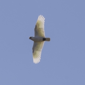 Cacatua sanguinea at Hawker, ACT - 24 Sep 2021