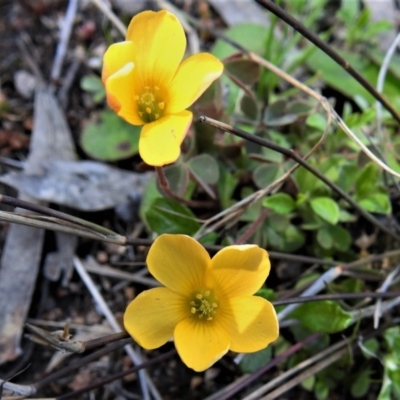 Oxalis (genus) (Wood Sorrel) at Tuggeranong DC, ACT - 24 Sep 2021 by JohnBundock