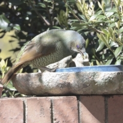 Ptilonorhynchus violaceus (Satin Bowerbird) at The Pinnacle - 22 Sep 2021 by AlisonMilton