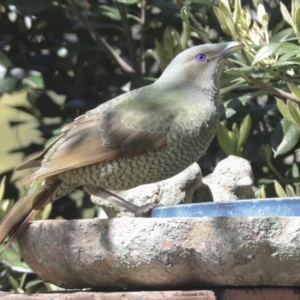 Ptilonorhynchus violaceus at Hawker, ACT - 22 Sep 2021