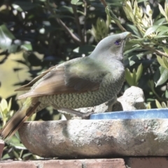 Ptilonorhynchus violaceus at Hawker, ACT - 22 Sep 2021