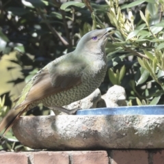 Ptilonorhynchus violaceus at Hawker, ACT - 22 Sep 2021