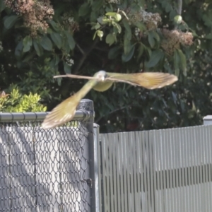 Ptilonorhynchus violaceus at Hawker, ACT - 22 Sep 2021