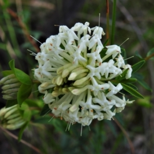 Pimelea linifolia subsp. linifolia at Tuggeranong DC, ACT - 24 Sep 2021