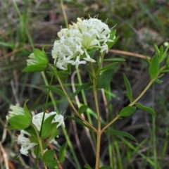 Pimelea linifolia subsp. linifolia at Tuggeranong DC, ACT - 24 Sep 2021