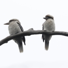 Dacelo novaeguineae (Laughing Kookaburra) at Gossan Hill - 23 Sep 2021 by AlisonMilton