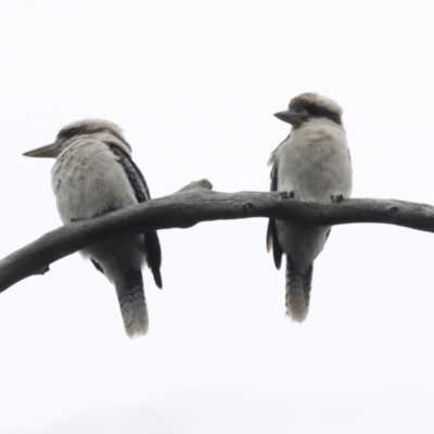 Dacelo novaeguineae (Laughing Kookaburra) at Bruce, ACT - 23 Sep 2021 by AlisonMilton