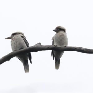 Dacelo novaeguineae at Bruce, ACT - 23 Sep 2021 11:14 AM