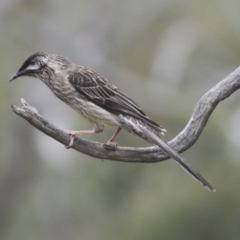 Anthochaera carunculata (Red Wattlebird) at Bruce, ACT - 23 Sep 2021 by AlisonMilton