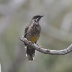 Anthochaera carunculata at Bruce, ACT - 23 Sep 2021