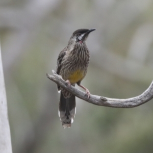 Anthochaera carunculata at Bruce, ACT - 23 Sep 2021