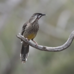 Anthochaera carunculata at Bruce, ACT - 23 Sep 2021