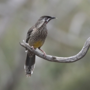 Anthochaera carunculata at Bruce, ACT - 23 Sep 2021 10:57 AM