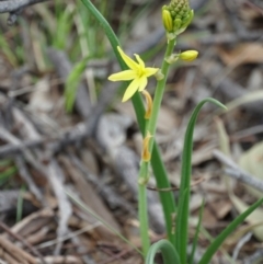 Bulbine bulbosa (Golden Lily) at Gundaroo, NSW - 24 Sep 2021 by MPennay