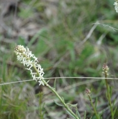 Stackhousia monogyna (Creamy Candles) at Gundaroo, NSW - 24 Sep 2021 by MPennay
