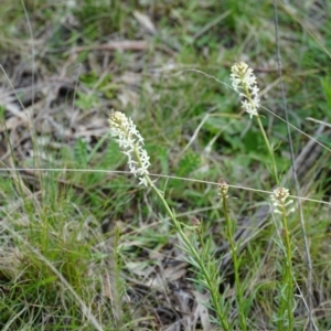 Stackhousia monogyna at Gundaroo, NSW - suppressed