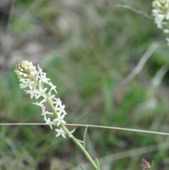 Stackhousia monogyna at Gundaroo, NSW - suppressed