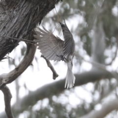 Philemon corniculatus (Noisy Friarbird) at Bruce Ridge to Gossan Hill - 23 Sep 2021 by AlisonMilton