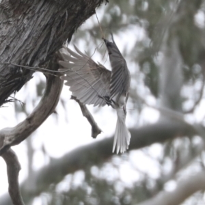 Philemon corniculatus at Bruce, ACT - 23 Sep 2021