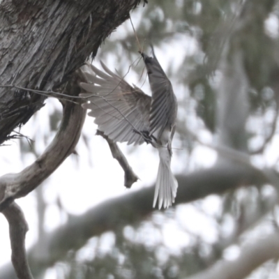 Philemon corniculatus (Noisy Friarbird) at Gossan Hill - 23 Sep 2021 by AlisonMilton