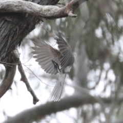 Philemon corniculatus at Bruce, ACT - 23 Sep 2021