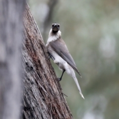 Philemon corniculatus at Bruce, ACT - 23 Sep 2021