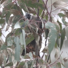 Philemon corniculatus at Bruce, ACT - 23 Sep 2021