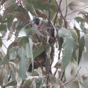 Philemon corniculatus at Bruce, ACT - 23 Sep 2021