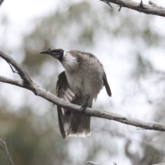 Philemon corniculatus at Bruce, ACT - 23 Sep 2021