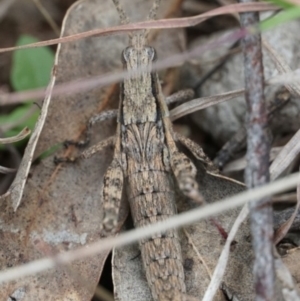 Coryphistes ruricola at Gundaroo, NSW - 24 Sep 2021 03:31 PM