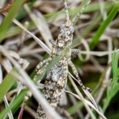 Coryphistes ruricola (Bark-mimicking Grasshopper) at Lake George, NSW - 24 Sep 2021 by MPennay