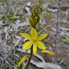 Bulbine bulbosa (Golden Lily, Bulbine Lily) at Tuggeranong DC, ACT - 24 Sep 2021 by JohnBundock