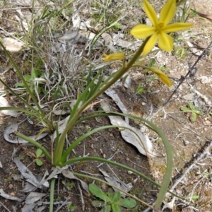 Bulbine bulbosa at Tuggeranong DC, ACT - 24 Sep 2021