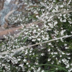 Cryptandra amara (Bitter Cryptandra) at Gundaroo, NSW - 24 Sep 2021 by MPennay